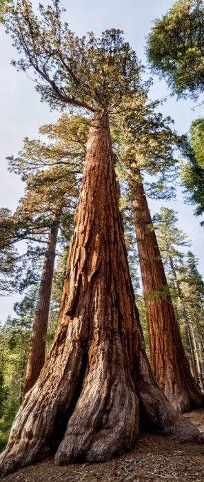 Framed Print : USA, California, Yosemite National Park. Giant Sequoia trees in Mariposa Grove Framed Print : USA, California, Yosemite National Park. Giant Sequoia trees in Mariposa Grove