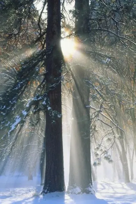 Framed Print : USA, California, Yosemite National Park, Sun rays streaming through snow covered trees Framed Print : USA, California, Yosemite National Park, Sun rays streaming through snow covered trees