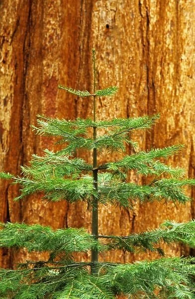 USA, California, Yosemite National Park. Young Sequoia tree in the Mariposa Grove