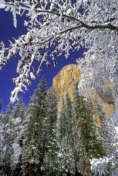 USA, California, Yosemite National Park. El Capitan framed by snow-covered black oaks in winter