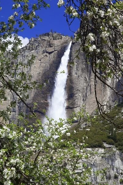 USA, California, Yosemite National Park. Blooms from an apple tree and Upper Yosemite Falls