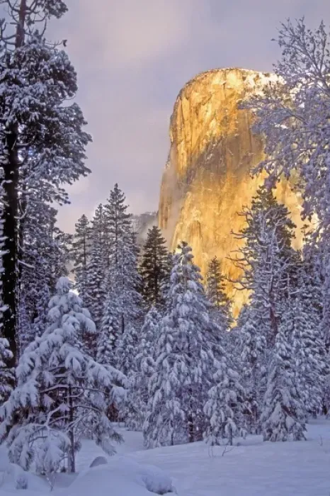 Framed Print : USA, California, Yosemite National Park. El Capitan lit by sunlight Framed Print : USA, California, Yosemite National Park. El Capitan lit by sunlight