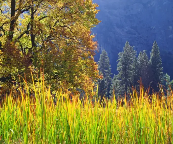 Framed Print : USA; California; Yosemite National Park; Autum colors of an Oak tree in Yosemite; CA Framed Print : USA; California; Yosemite National Park; Autum colors of an Oak tree in Yosemite; CA