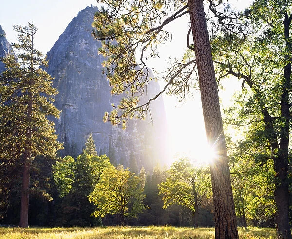USA; California; Yosemite National Park; Sunset through the forest in Yosemite
