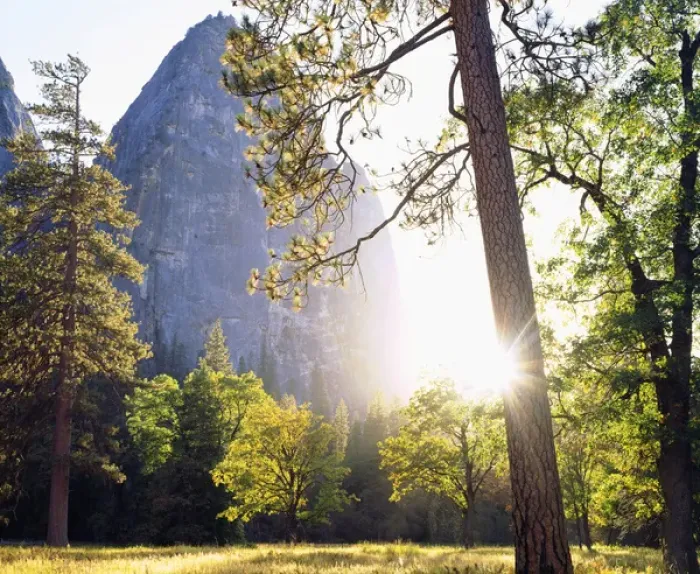 Framed Print : USA; California; Yosemite National Park; Sunset through the forest in Yosemite