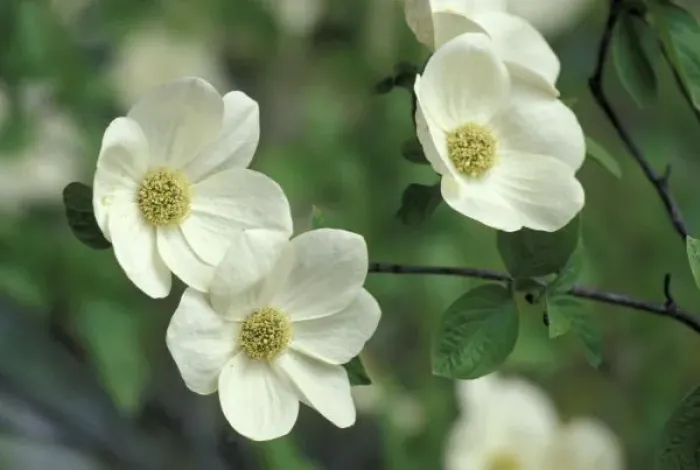 Framed Print : USA, California, Yosemite NP, along Merced River. Pacific dogwood (Cornus nuttallii)