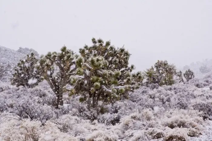 Framed Print : USA, California, Yucca brevifolia, Joshua trees, desert and snowfall Credit as Framed Print : USA, California, Yucca brevifolia, Joshua trees, desert and snowfall Credit as