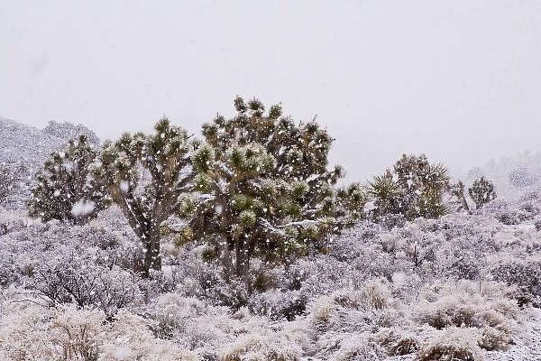 USA, California, Yucca brevifolia, Joshua trees, desert and snowfall Credit as