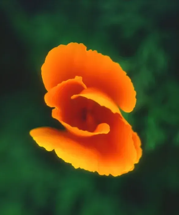 Framed Print : USA, California,s California Poppy Framed Print : USA, California,s California Poppy