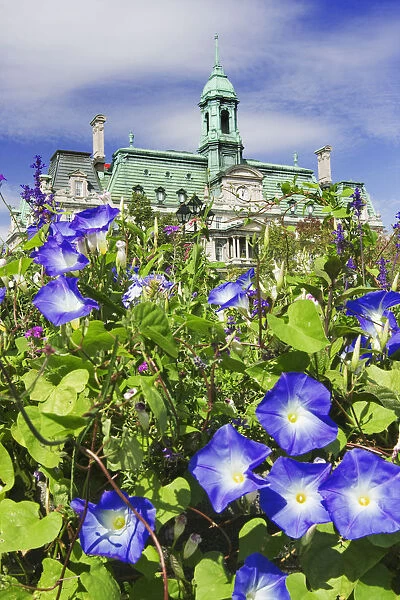 USA, Canada, Montreal. View of City Hall building behind flowers