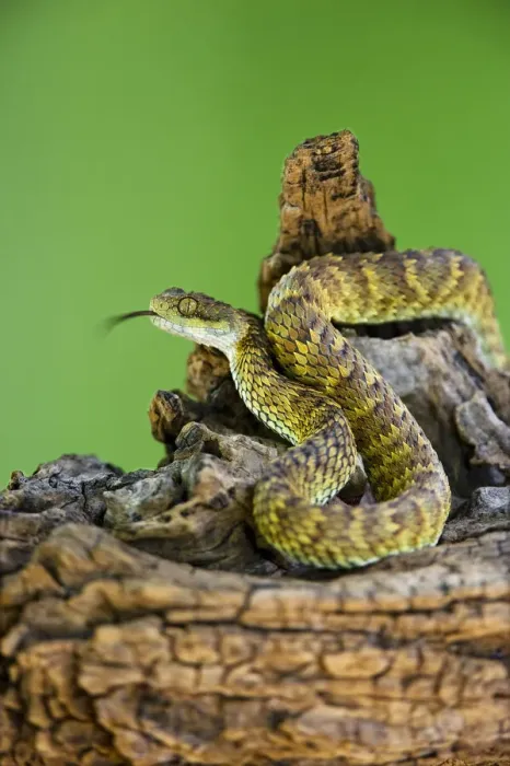 Framed Print : USA. Captive Broadleys bush viper coiled on tree limb