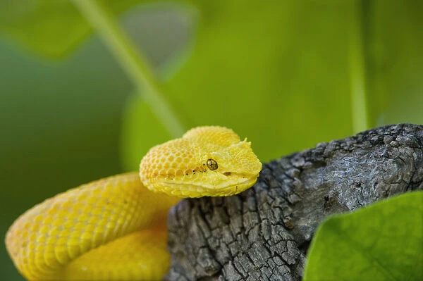 USA. Captive golden yellow eyelash viper on tree limb