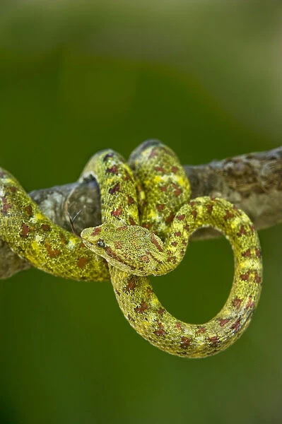 USA. Captive yellowish green-and-red spotted eyelash viper coiled on tree limb