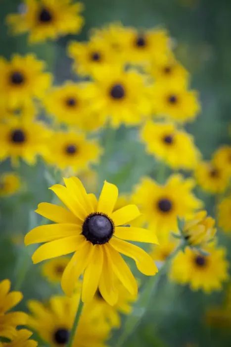 Framed Print : USA, Carmel, Indiana. Cluster of black-eyed Susans in Indiana