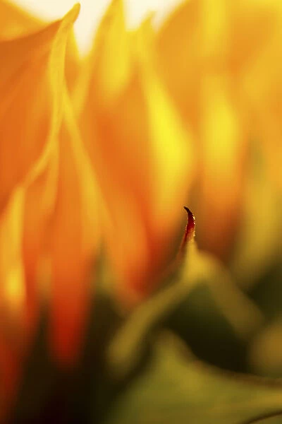 USA, Carmel, Indiana. Macro abstract of a sunflower