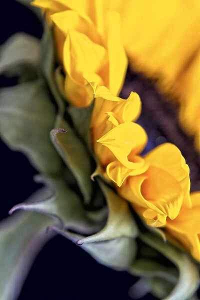 USA, Carmel, Indiana. Side view abstract of a sunflower