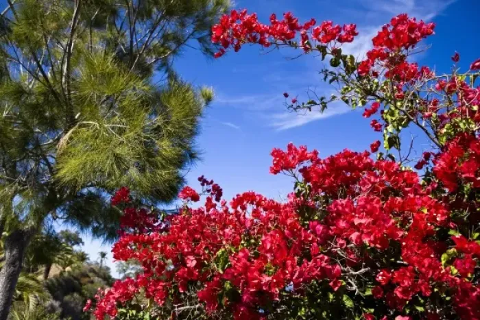 Framed Print : USA, Catalina Island. Taking a walk up the mountainside reveals a bright variety of local flowers