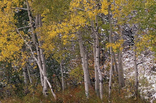 USA, CO, Maroon Bells-Snowmass Wilderness. Fall colors on Aspen trees