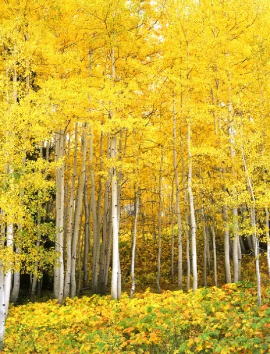 Framed Print : USA, CO, Routt NF, Aspen Grove Framed Print : USA, CO, Routt NF, Aspen Grove