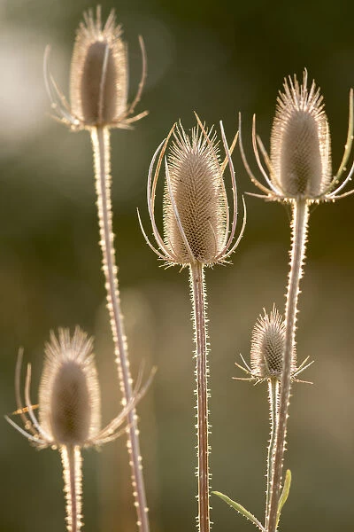 USA, Colfax, Washington State, Palouse region. Close-up of backlit teasels in the fall near Colfax