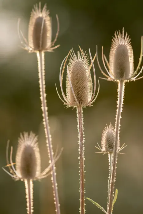 Framed Print : USA, Colfax, Washington State, Palouse region. Close-up of backlit teasels in the fall near Colfax