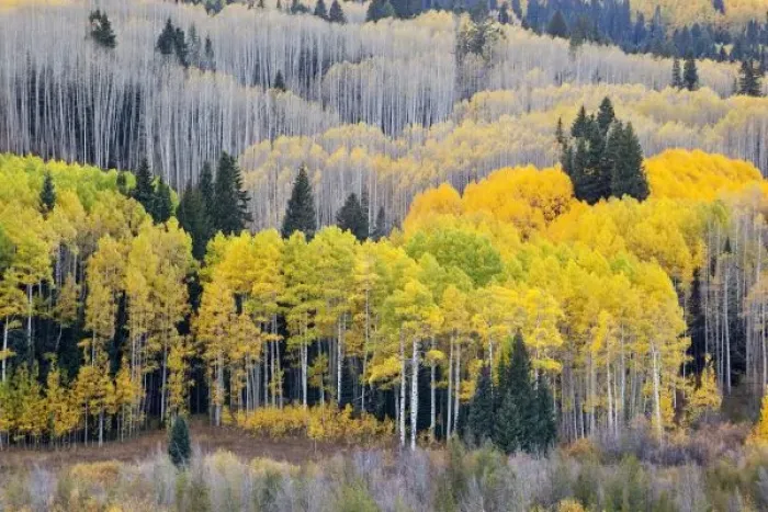 Framed Print : USA, Colorado Framed Print : USA, Colorado