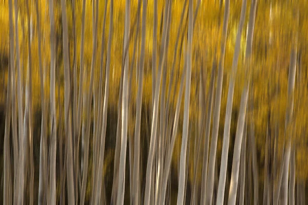USA, Colorado. Abstract of aspen trees. Credit as: Dennis Flaherty  /  Jaynes Gallery