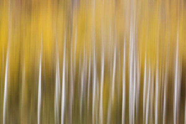 USA, Colorado. Abstract of aspen tress in autumn