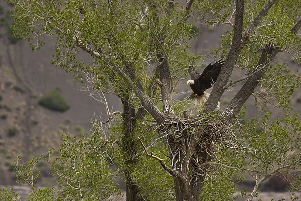 USA, Colorado. Adult bald eagle landing on its nest with eaglets in a cottonwood tree