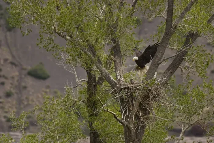 Framed Print : USA, Colorado. Adult bald eagle landing on its nest with eaglets in a cottonwood tree Framed Print : USA, Colorado. Adult bald eagle landing on its nest with eaglets in a cottonwood tree