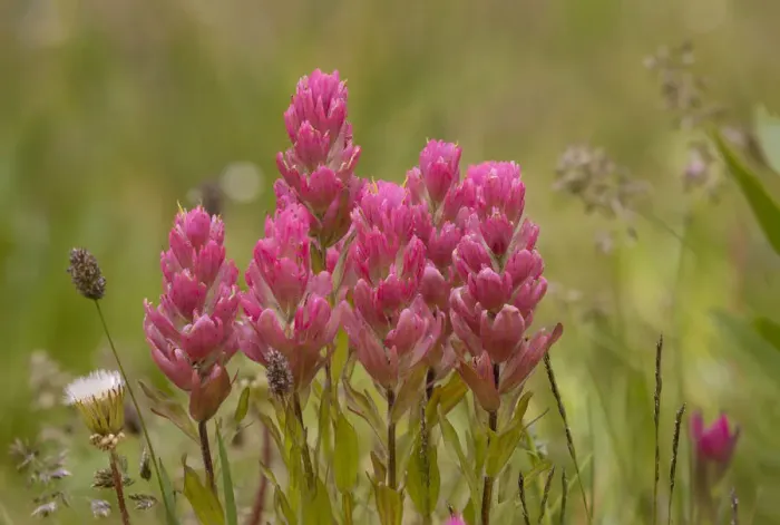 Framed Print : USA, Colorado, American Basin. Rosy paintbrush flowers close-up