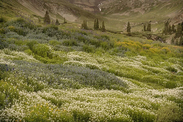 USA, Colorado, American Basin. Wildflowers in mountain meadow