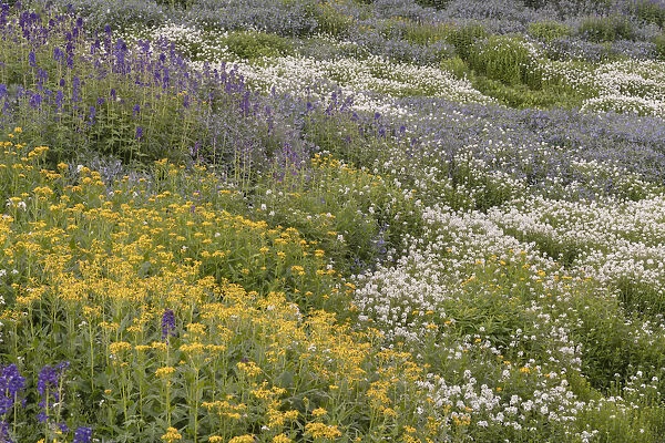 USA, Colorado, American Basin. Wildflowers in mountain meadow