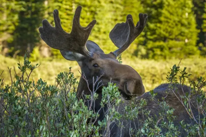 Framed Print : USA, Colorado, Arapaho National Forest. Wary male moose Framed Print : USA, Colorado, Arapaho National Forest. Wary male moose