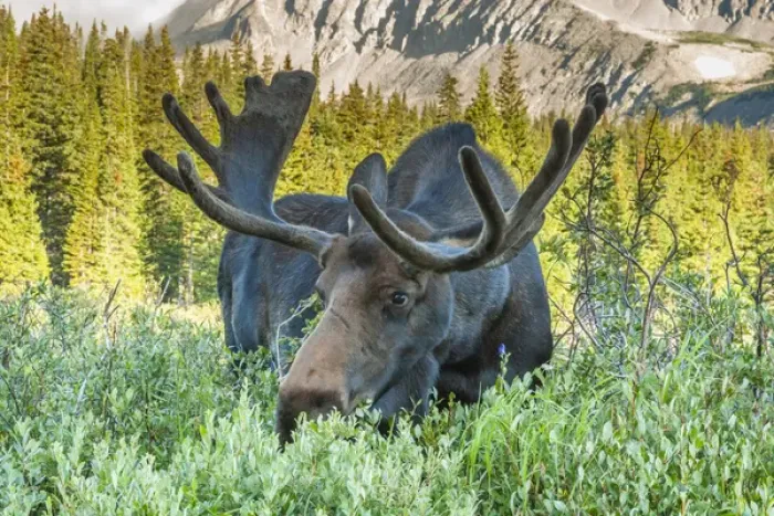 Framed Print : USA, Colorado, Arapaho National Forest. Male moose grazing on bush Framed Print : USA, Colorado, Arapaho National Forest. Male moose grazing on bush