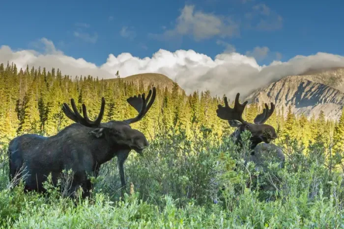 Framed Print : USA, Colorado, Arapaho National Forest. Two male moose grazing on bushes. Credit as Framed Print : USA, Colorado, Arapaho National Forest. Two male moose grazing on bushes. Credit as