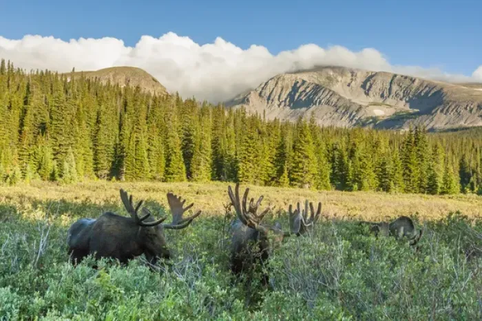Framed Print : USA, Colorado, Arapaho National Forest. Three male moose grazing on bushes. Credit as