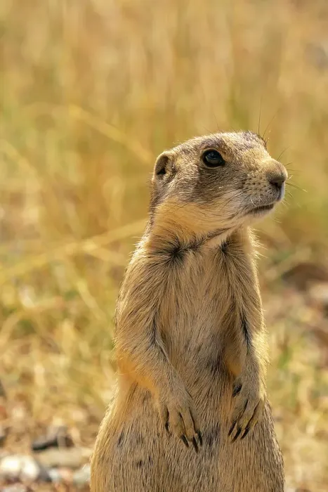 Framed Print : USA, Colorado, Arapaho National Wildlife Refuge. White-tailed prairie dog close-up. ©Cathy & Gordon Illg / Jaynes Gallery / DanitaDelimont.com Framed Print : USA, Colorado, Arapaho National Wildlife Refuge. White-tailed prairie dog close-up. ©Cathy & Gordon Illg / Jaynes Gallery / DanitaDelimont.com