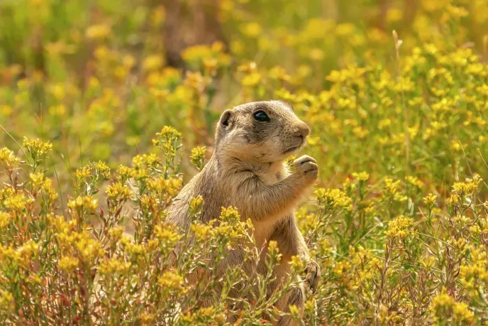 Framed Print : USA, Colorado, Arapaho National Wildlife Refuge. White-tailed prairie dog eating amid flowers. ©Cathy & Gordon Illg / Jaynes Gallery / DanitaDelimont.com Framed Print : USA, Colorado, Arapaho National Wildlife Refuge. White-tailed prairie dog eating amid flowers. ©Cathy & Gordon Illg / Jaynes Gallery / DanitaDelimont.com