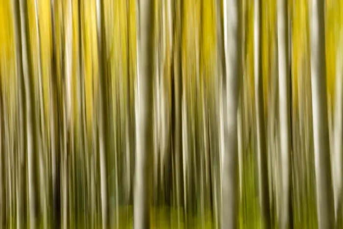 Framed Print : USA, Colorado, Aspen, Abstract, Fall Colors