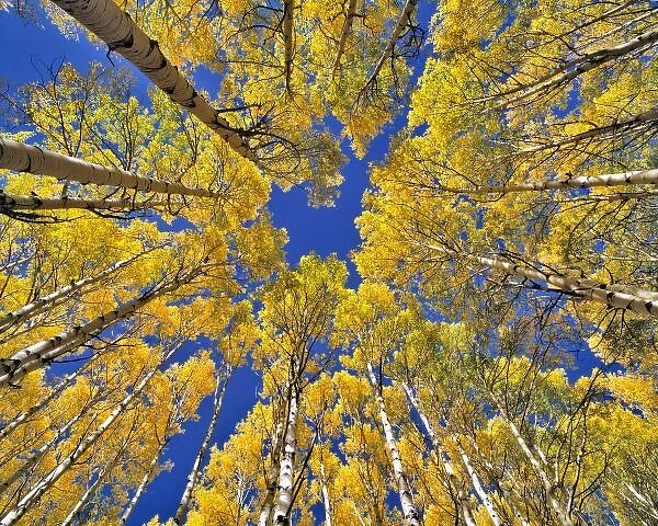 USA, Colorado, Aspen area. Aspen forest in fall color as seen from the forest floor, Colorado