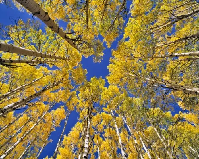 Framed Print : USA, Colorado, Aspen area. Aspen forest in fall color as seen from the forest floor, Colorado