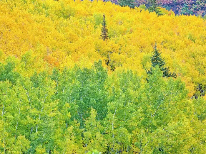 Framed Print : USA, Colorado, Aspen. Autumn Aspens and spruce trees Framed Print : USA, Colorado, Aspen. Autumn Aspens and spruce trees