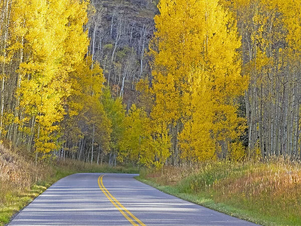 USA, Colorado, Aspen, curved roadway near township of Aspen in fall colors