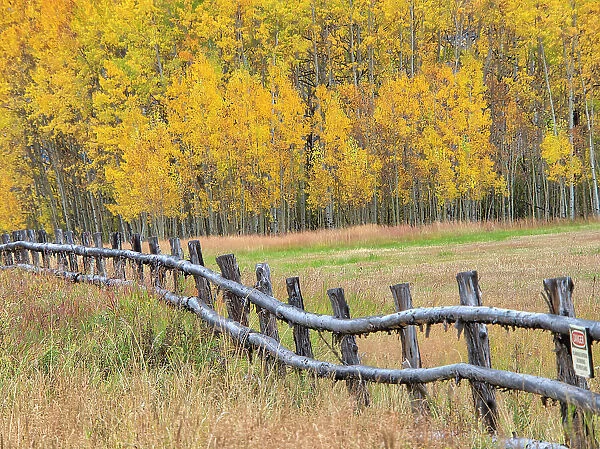 USA, Colorado, Aspen. Fenceline with autumn Aspens