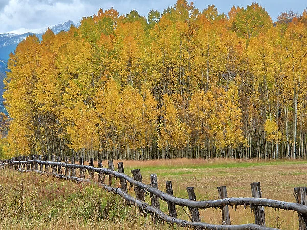 USA, Colorado, Aspen. Fenceline with autumn Aspens