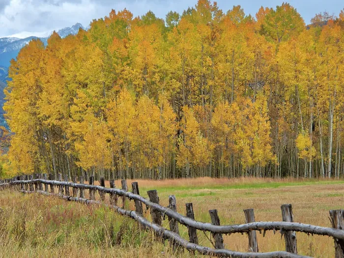 Framed Print : USA, Colorado, Aspen. Fenceline with autumn Aspens