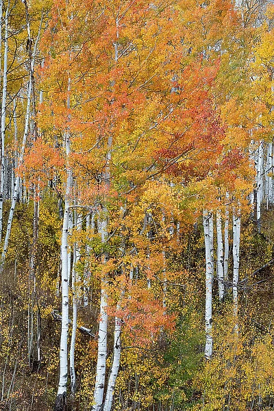 USA, Colorado. Aspen forests, Kebler Pass, Gunnison National Forest