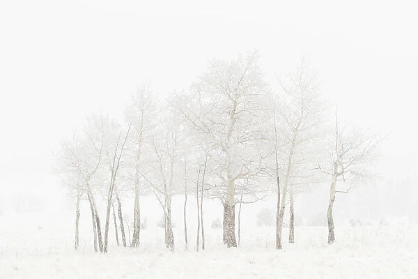 USA, Colorado. Aspen grove in spring snowstorm