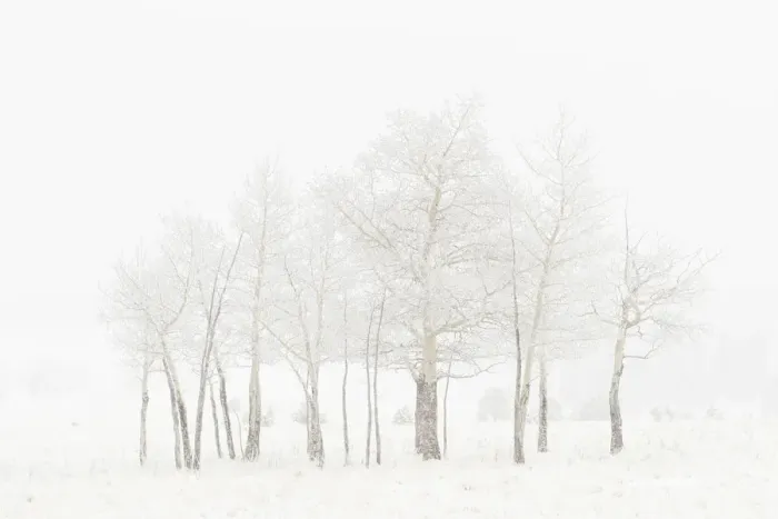 Framed Print : USA, Colorado. Aspen grove in spring snowstorm Framed Print : USA, Colorado. Aspen grove in spring snowstorm